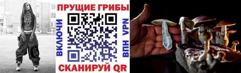 Галлюциногенные грибы Psilocybine cubensis  Нижняя Тура 